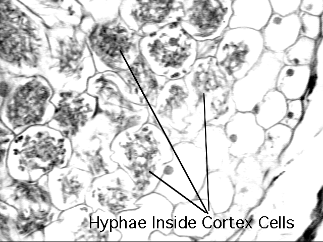 Mycorrhizae Hyphae inhabiting cells (Photograph by Dr. Tom Volk of the University of Wisconsin La Crosse)